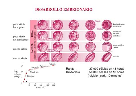 Etapas Del Embrion