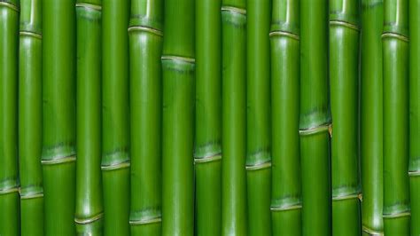 Download texture: green bamboo, texture bamboo?, green bamboo texture, photo, background ...