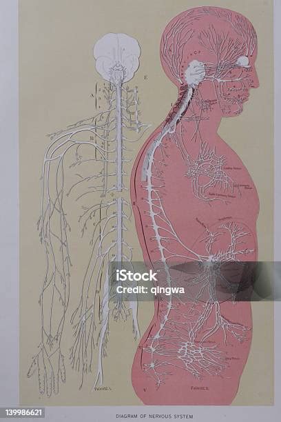 Stock Fotografie Anatomie Nervového Systému Stáhnout Obrázek Nyní