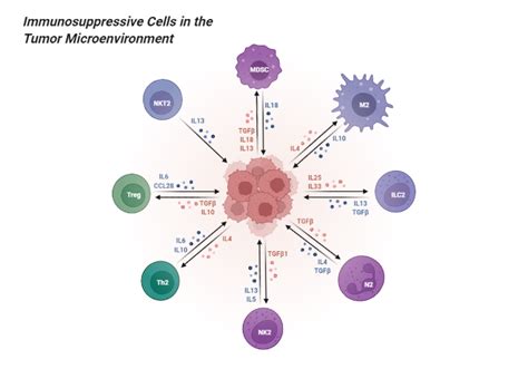 Immunosuppressive Cells In The Tumor Microenvironment Biorender