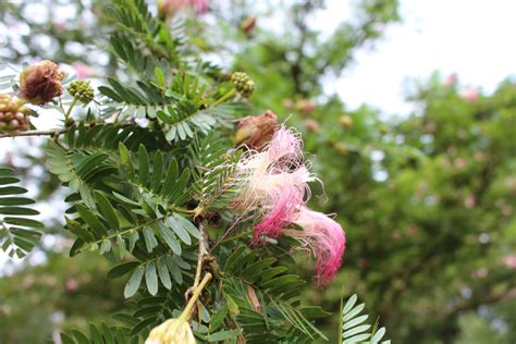 Calliandra Surinamensis Benth Colombian Plants Made Accessible