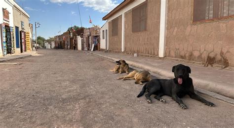 Rechazan Recurso Con El Que Buscaban Aplicar Eutanasia A Perros