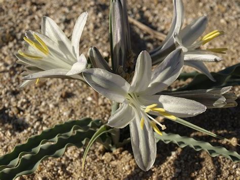 Esencia Floral de Desert Lily (Lirio del Desierto) – poderfloral.com