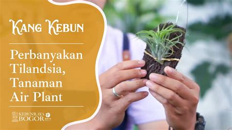 Kebun Raya Kang Kebun Perbanyakan Tilandsia Tanaman Air Plant YouTube