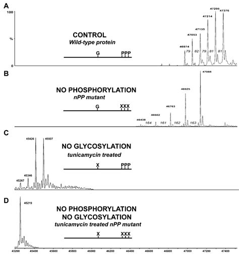 Electrospray Mass Spectrometry Of Wild Type And CK2 Site Mutant CSQs