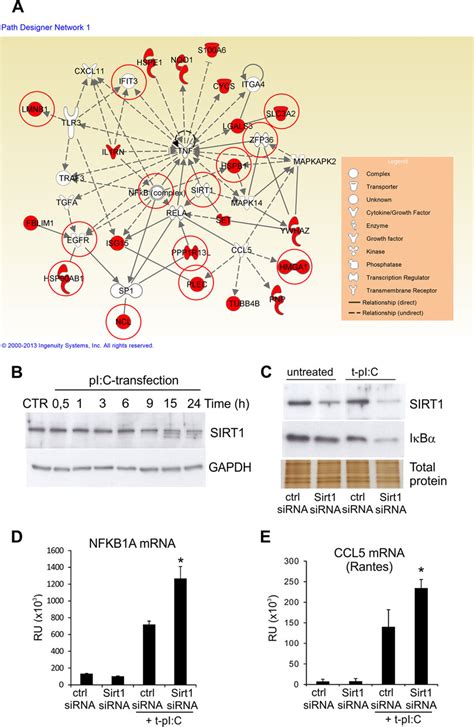 Sirt Negatively Regulates Dsrna Induced Nfkb Transcriptional Activity