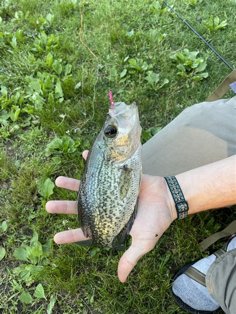 Maryland Biodiversity View Thumbnails Black Crappie Pomoxis