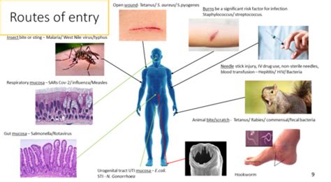 Topic 1 Revision Of Basic Concepts Flashcards Quizlet