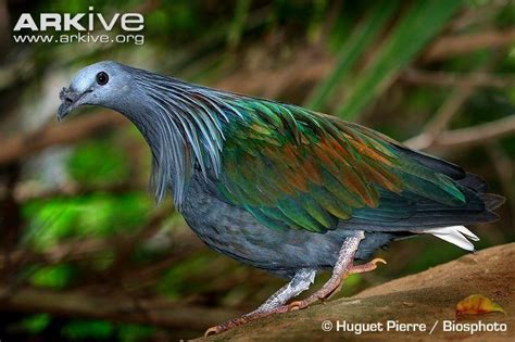 Nicobar pigeon - Alchetron, The Free Social Encyclopedia