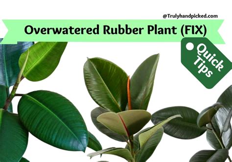 Save An Overwatered Rubber Plant Quick Tips Plantcare365