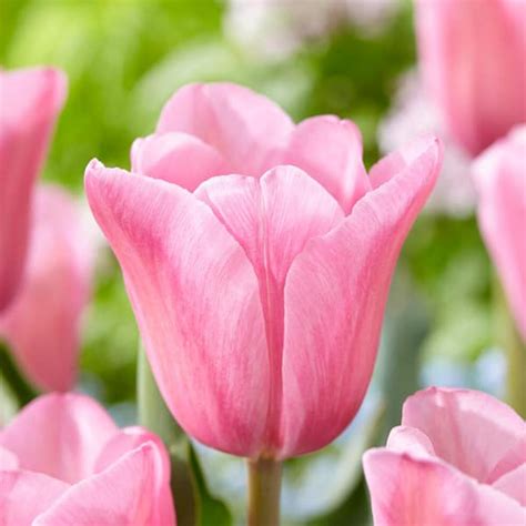 Garden State Bulb 12 Plus Cm Mistress Triumph Tulip Flower Bulbs Pink