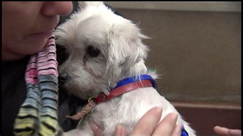 North Shore Animal League holds adoption event for over 90 puppy mill ...