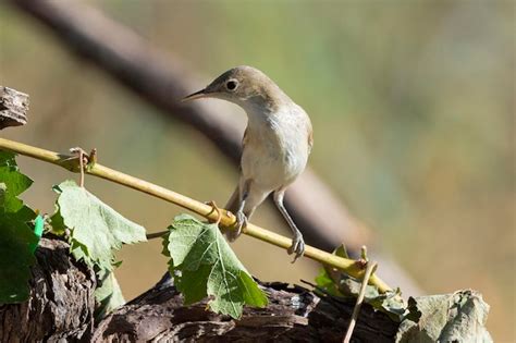 Premium Photo Eastern Olivaceous Warbler Iduna Pallida Cordoba Spain