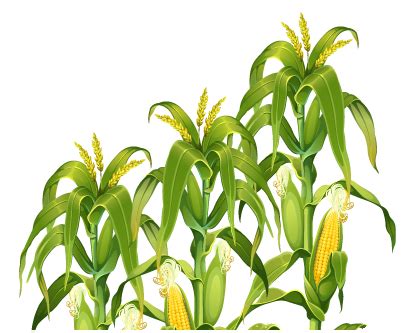 Collection Of HQ Corn PNG PlusPNG