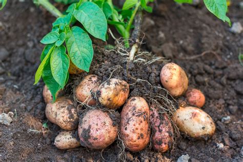 Kartoffeln Kalorien Und N Hrwerte Der Knolle Knorr Knorr