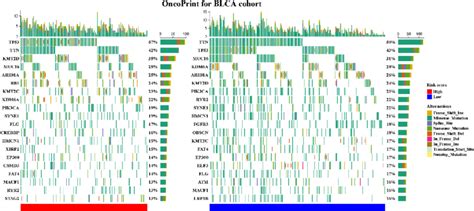 Somatic Mutations In High And Low Risk Subtypes In TCGA Cohort