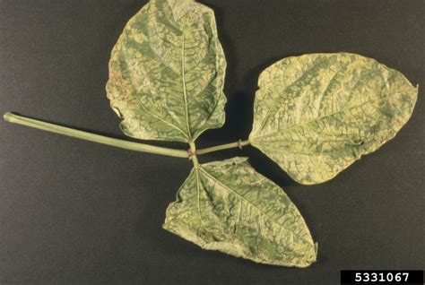 Bean Common Mosaic Virus Bcmv Potyvirus Bean Common Mosaic Virus