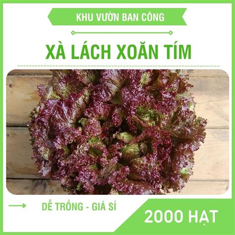 Hạt Giống Rau Xà Lách Xoăn Tím Xà Lách Lolo Gói 2000 Hạt Khu Vườn