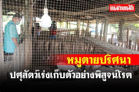 ในประเทศ เกษตรกรผู้เลี้ยงสุกรผวาซ้ำ หมูตายปริศนาปศุสัตว์เร่งเก็บ