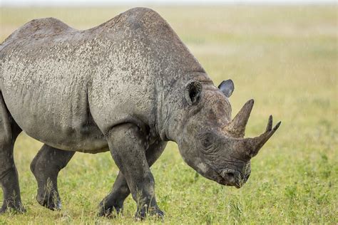 African Rhinoceros Facts