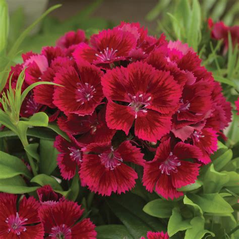 Dianthus Barbatus Diabunda Red Muller Seeds