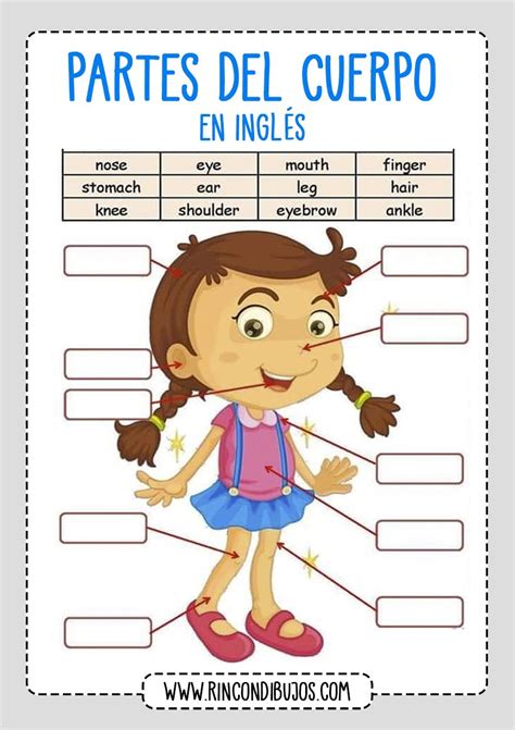 Body Parts Ingles Partes Del Cuerpo Rincon Dibujos Partes Del