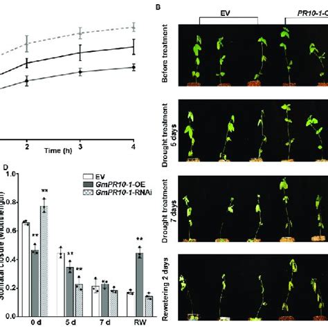 Gmpr10 1 Improves The Drought Tolerance In Composite Soybean Plants