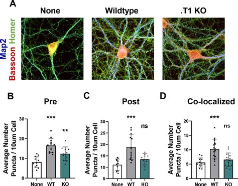 Figures And Data In Astrocyte Morphogenesis Is Dependent On Bdnf