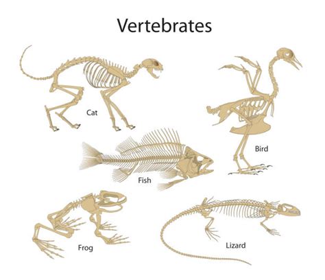 80 Vertebrate Stock Photos Pictures And Royalty Free Images Istock