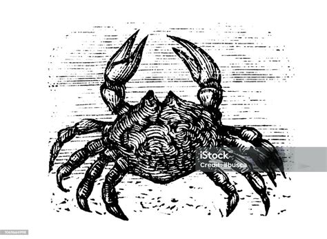 Antique Engraving Illustration Crab Stock Illustration Download Image