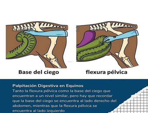 Palpitaci N Digestiva En Equinos Fraii Udocz