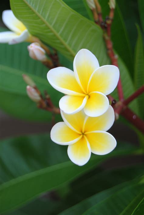 Free Photo Namibian Blossoms Blooms Chillies Flowers Free