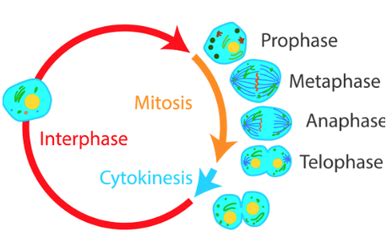 A Level Biology OCR Notes Cell Division Cell Diversity And Cell