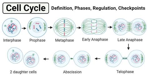 Cell Cycle Phases Diagrams Phases Of Cell Cycle