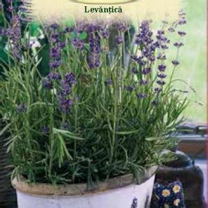 Levantica G Seminte Planta Aromatica Medicinala Perena Lavandula