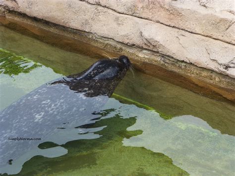 The Como Park Zoo Simply Norma