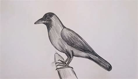 20 Easy Crow Drawing Ideas How To Draw Crow Blitsy