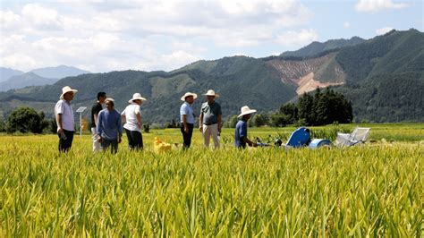 祁阳：“一季再生”生产模式头季稻测产验收种植方式示范片