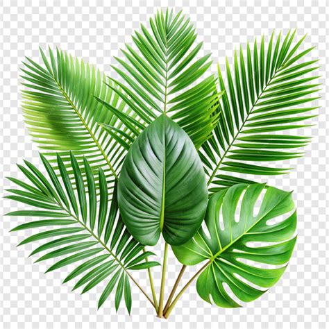 Tropical leaves isolated on transparent background | Premium AI ...