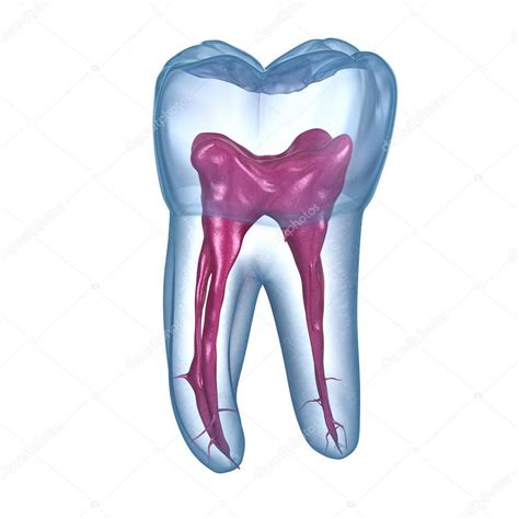 Anatomía de la raíz dental - Primer diente molar maxilar. Ilustración ...