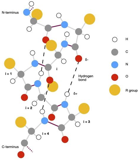 Understanding Life At The Molecular Level Protein Structure Part One