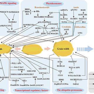 Pdf Genes And Their Molecular Functions Determining Seed Structure