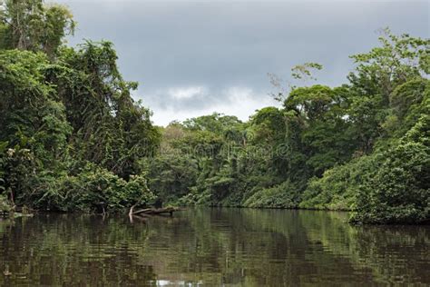 Rainforest On The Banks Of The Tortuguero River In Tortuguero National