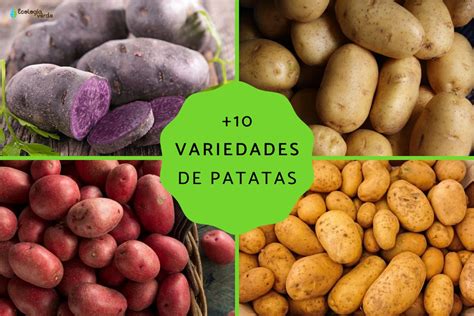 10 TIPOS DE PATATAS Nombres características y FOTOS