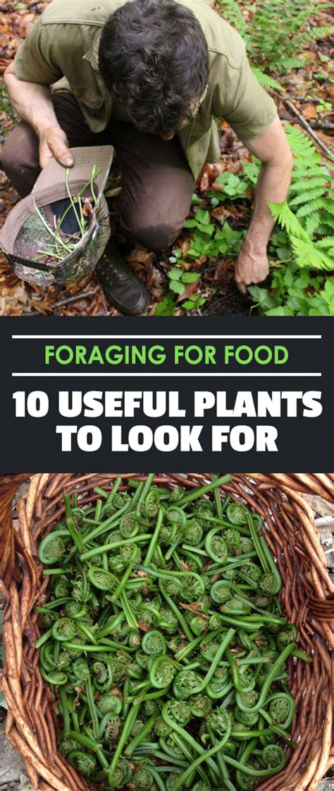 Foraging For Food 10 Useful Plants To Look For