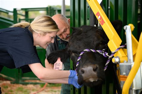 From Classrooms To Cows In Under Seconds Veterinary Medicine News