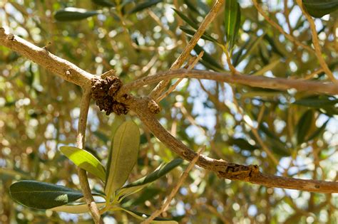 Nanocellulosa Per Il Controllo Della Rogna Dellolivo Olivo E Olio