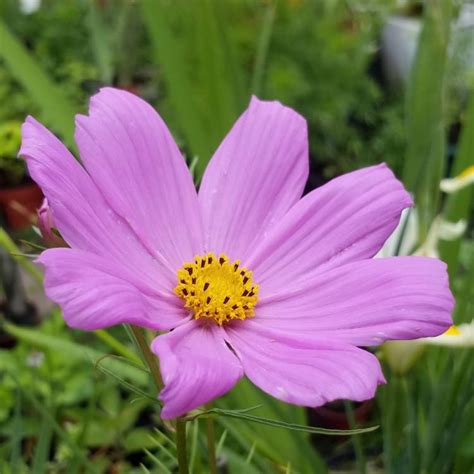 Cosmos Bipinnatus Sensation Pinkie Cosmea Pinkie Sensation Series