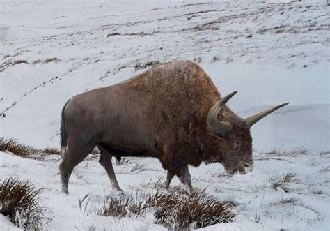 Scientists Want To Clone A Siberian Bison Extinct Around 8000 Years