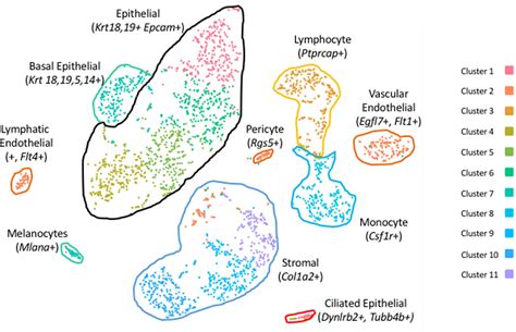 Frontiers Single Cell Transcriptomes Reveal A Complex Cellular Landscape In The Middle Ear And